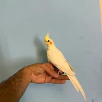 طوطی عروس هلندی دستی رام کبوتر فنچ مرغ عشق برزیلی