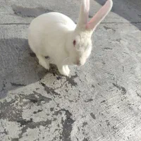 خرگوش خانگی|موش و خرگوش|مهاباد (آذربایجان غربی), |دیوار