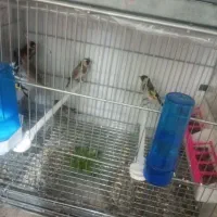 قفس سهره پاییزه|پرنده|بروجرد, |دیوار