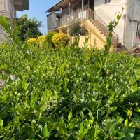 فروش ویژه یاس هلندی قیچیخورده سطل۴و پالم سطل۱۰فوری