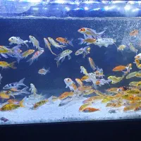 ماهی کوی پوست چرم نژاددار