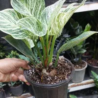 انواع گل وگیاه آپارتمانی زاموفیلیا بونسای جیسینگ و|گل و گیاه طبیعی|مشهد, قائم|دیوار