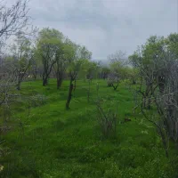 باغ ۲۰۶۵ متری در کرند