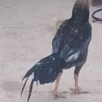 خروس لاری اصیل