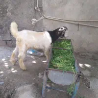 حیوانات