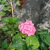 گل و گیاه