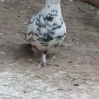 نروماده نوک ریز|پرنده|قم, کیوانفر|دیوار