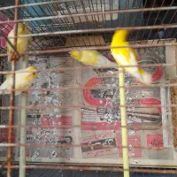 تعدادی قناری پرتقالی و لیمویی|پرنده|رشت, دیانتی|دیوار