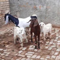 گوسفندچپوش