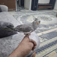 عروس هلندی|پرنده|تهران, بهارستان|دیوار