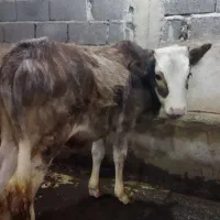 ورزا گوساله نر چالوسی