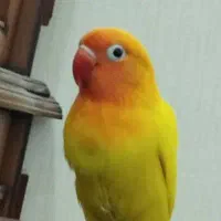 طوطی(کوتوله)برزیلی