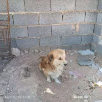 سگ خارجی قشنگ|سگ|جهرم, |دیوار