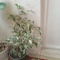 گل طبیعی سالم|گل و گیاه طبیعی|تهران, مینای جنوبی|دیوار