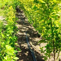 علف زنی،سمپاشی،برش درخت،درختکاری ،خدمات باغبانی