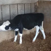 گوساله قطع شیر|حیوانات مزرعه|شیدا, |دیوار