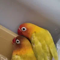 جفت کوتوله برزیلی