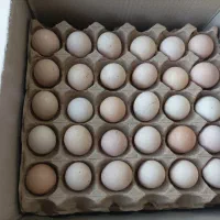 تخم مرغ رسمی|خوردنی و آشامیدنی|سنگر, |دیوار