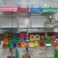 قفس عروس هلندی کوتوله قناری مینا کاسکو