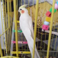 عروس هلندی