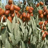 پیش فروش نهال سنجد حاج حسین لیبل دار