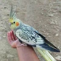 فروشی|پرنده|پاوه, |دیوار
