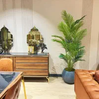 نخل اریکا اماراتی