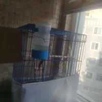 دو عدد عروس هلندی نر و ماده با قفس