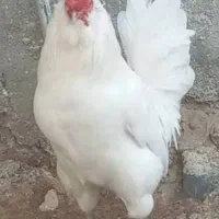 جوجه گلین سفید|حیوانات مزرعه|یزد, |دیوار