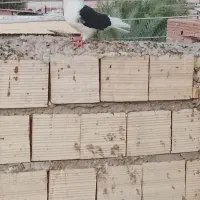 جفت پشدار