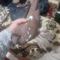 طوقی|پرنده|تبریز, |دیوار