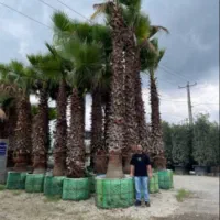 پالم واشنگتن ریشه پرس|خدمات باغبانی و درختکاری|تنکابن, |دیوار