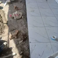 کاشی کاری|خدمات پیشه و مهارت|تبریز, |دیوار