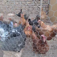 مرغ و خروس گلین