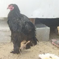 مرغ وخروس برهما|حیوانات مزرعه|شیراز, جمال آباد|دیوار