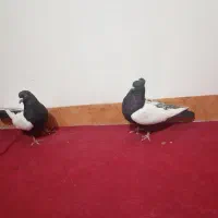 کبوتر های جفتی خوشکل و یک ماده رسمی ونر دمسیاه و..|پرنده|زرند, |دیوار