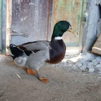 تخم  اردک شمالی