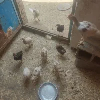 جوجه 4ماهه