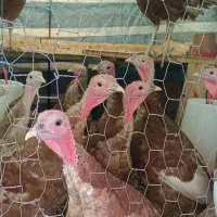 بوقلمون بوربون،1500تومان|حیوانات مزرعه|ماهیدشت, |دیوار