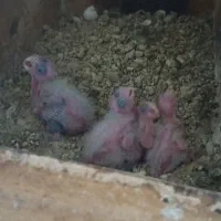 عروس هلندی جفت با جوجه و جفت معمولی و تک|پرنده|مشهد, چهاربرج|دیوار