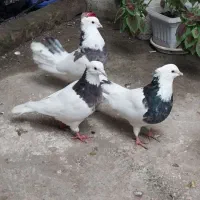 ‌کبوتر‌‌کفترطوقی‌‌۳عدد