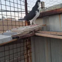 سه تا ماده شهری بی عیب|پرنده|شیراز, شهرک مفتح|دیوار