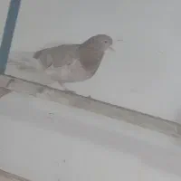 کبوتر فروشی|پرنده|پیرانشهر, |دیوار