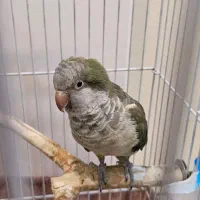 طوطی راهب|پرنده|پردیس, فاز ۸|دیوار