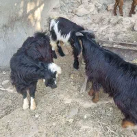 سه عدد کهره