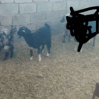 بزغاله دورگ پاکستانی ماده|حیوانات مزرعه|سده (خراسان جنوبی), |دیوار