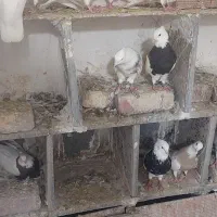 طوقی کبوتر