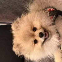 پامرانین خرسی عروسکی