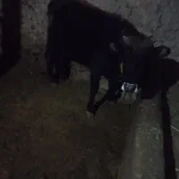 گاو|حیوانات مزرعه|شادیان, |دیوار