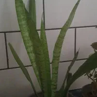 کلکسیون زیبا